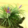 Tillandsia, a bromélia que sobrevive do ar