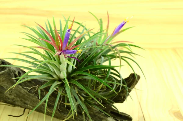 Tillandsia, a bromélia que sobrevive do ar