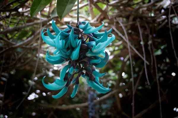 4 cuidados para a trepadeira Jade