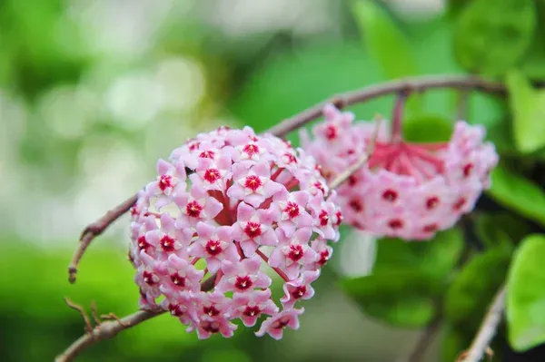 Hoya carnosa trepadeira Flor-de-cera (