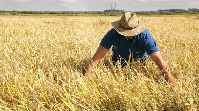 Foto: reprodução/IRGA/RS