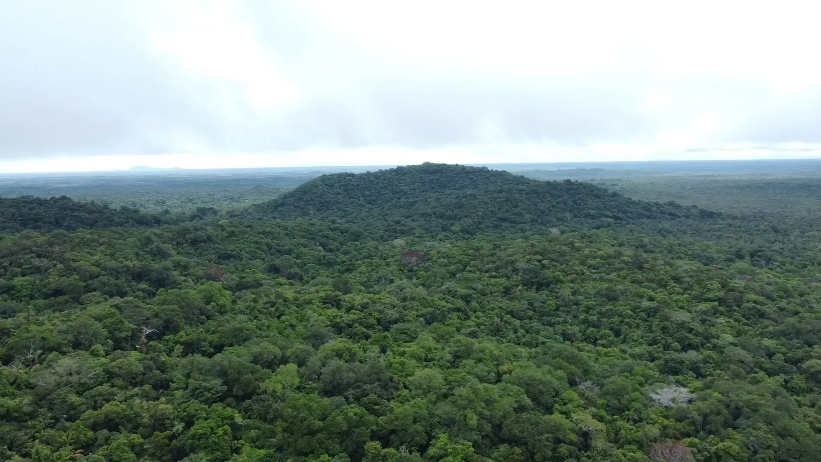 Legislação permite alterar termo de responsabilidade de manutenção de floresta manejada em casos específicos (Parque Nacional do Viruá, Caracaraí-RR - Reprodução TV Assembleia/SupCom-ALE-RR)