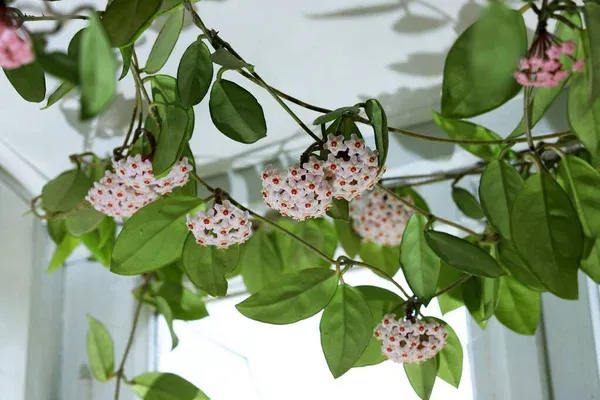 Hoya carnosa trepadeira Flor-de-cera (