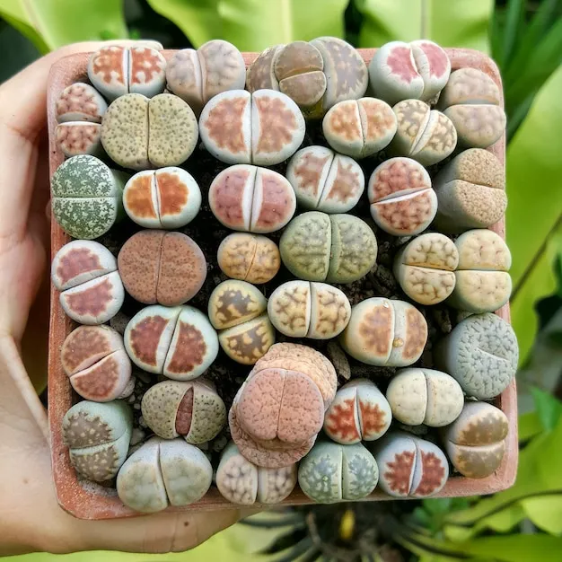 Lithops suculentas pedra-viva