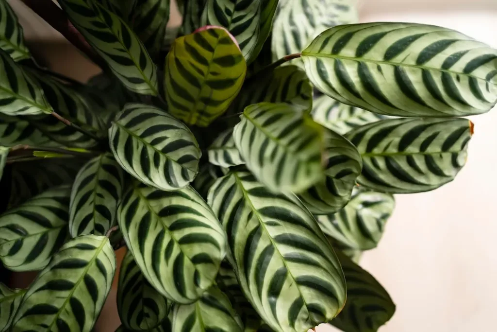 4 erros fatais para sua calathea que você tem que estar atento