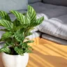 O que não fazer ao cuidar de uma Calathea Evite esses 5 erros fatais