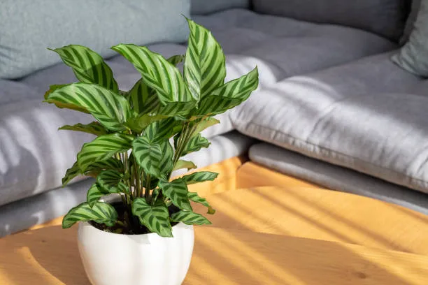 O que não fazer ao cuidar de uma Calathea Evite esses 5 erros fatais