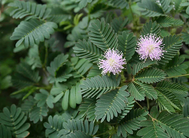 Mimosa-pudica por que ela se fecha quando é tocada