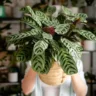 4 erros fatais para sua calathea que você tem que estar atento