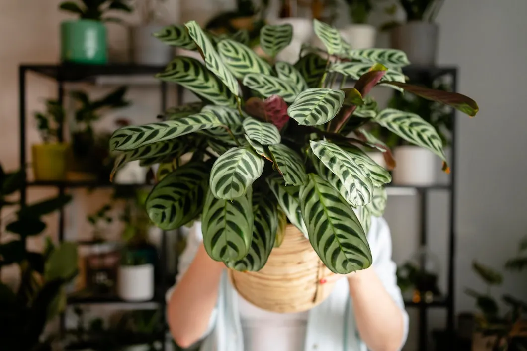 4 erros fatais para sua calathea que você tem que estar atento