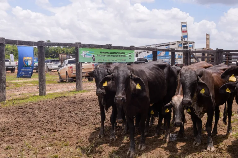 novilhas entregues a produtores