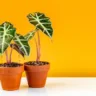 8 Dicas essenciais para alocasia polly em ambientes internos