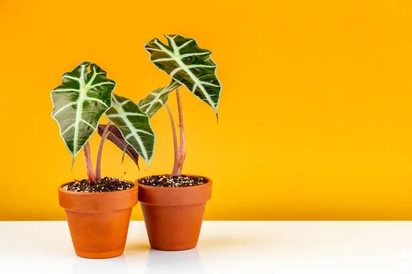 8 Dicas essenciais para alocasia polly em ambientes internos