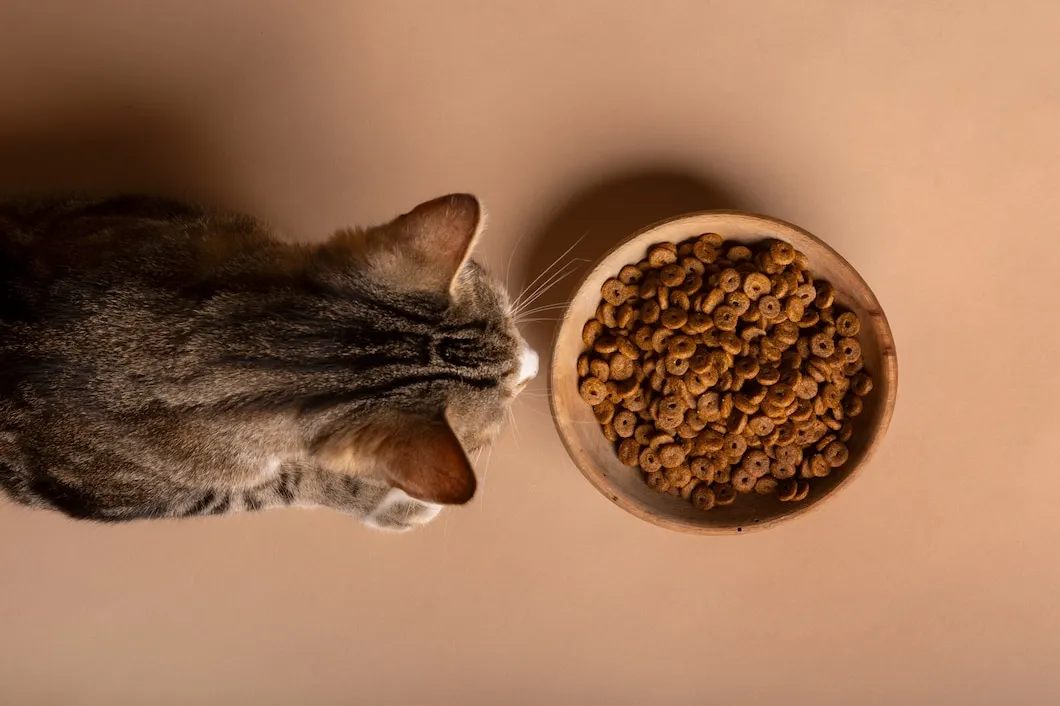 Descubra o que o seu gato não pode comer com essa perigosa lista