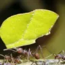 Como eliminar as formigas cortadeiras do seu jardim