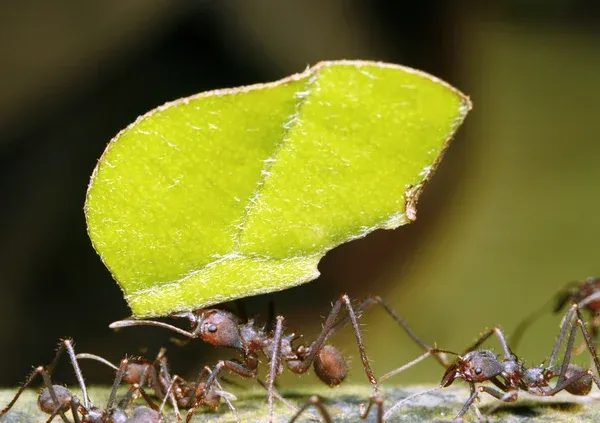 Como eliminar as formigas cortadeiras do seu jardim