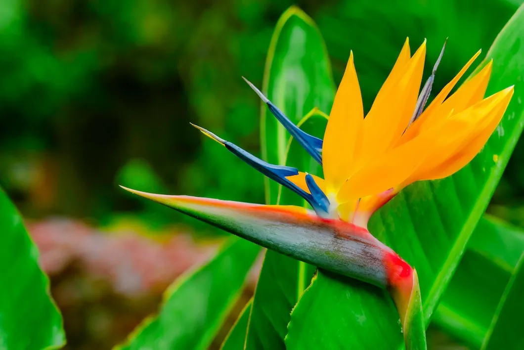 6 cuidados com a Ave-do-Paraíso, a exótica flor africana