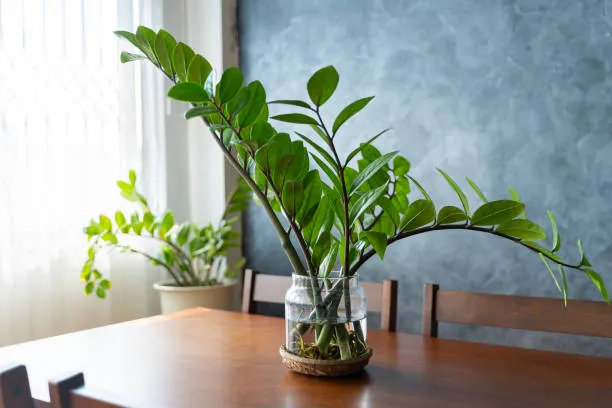 3 erros comuns que podem prejudicar a zamioculcas na hora da rega