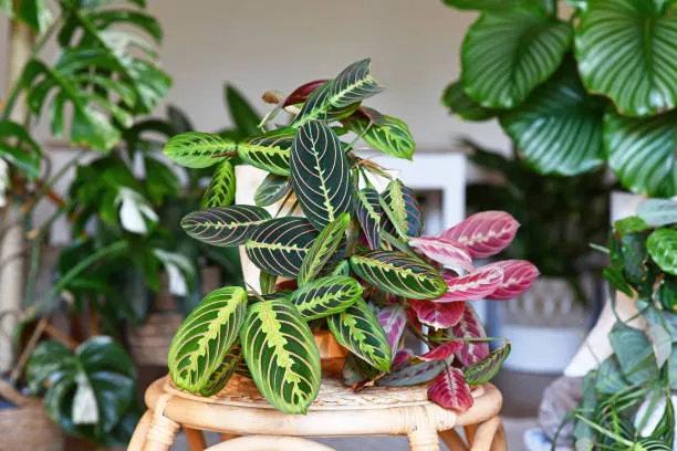 O que não fazer ao cuidar de uma Calathea Evite esses 5 erros fatais