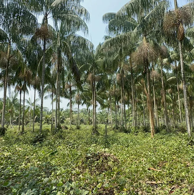 Pesquisa é realizada pela Embrapa Acre (Foto: Divulgação)
