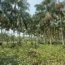 Pesquisa é realizada pela Embrapa Acre (Foto: Divulgação)