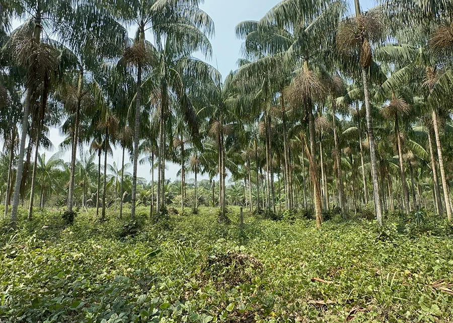 Pesquisa é realizada pela Embrapa Acre (Foto: Divulgação) Pesquisa é realizada pela Embrapa Acre (Foto: Divulgação)