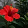 Hibisco Como garantir flores vibrantes mesmo no inverno em 4 dicas