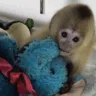  O centro recebe, em média, entre 1.500 e 2.000 animais por ano. (Foto: Divulgação)