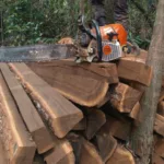 madeira itaúba desmatamento ilegal