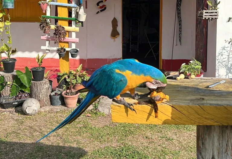 Devolução de animais à natureza e o caso das araras com fim trágico em Tepequém