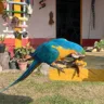 Devolução de animais à natureza e o caso das araras com fim trágico em Tepequém
