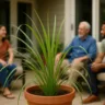 Como a citronela se tornou a planta número 1 contra mosquitos em áreas abertas