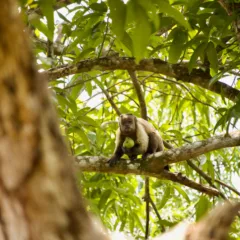 Animais silvestres não devem ser exibidos em espaços domésticos nas redes sociais (Foto Carlos Rocha)