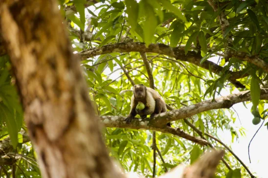 Animais silvestres não devem ser exibidos em espaços domésticos nas redes sociais (Foto Carlos Rocha)
