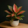 Aglaonema 4 formas de usar essa planta colorida para iluminar cantos escuros