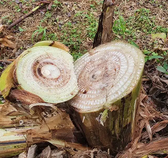 A doença causa murcha, amarelecimento e quebra do pecíolo das folhas, além de podridão nos frutos, podendo levar à perda total da produção. Foto: Luadir Gasparotto