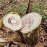 A doença causa murcha, amarelecimento e quebra do pecíolo das folhas, além de podridão nos frutos, podendo levar à perda total da produção. Foto: Luadir Gasparotto