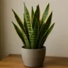 4 dicas para sansevieria ajuda a filtrar toxinas e é quase indestrutível