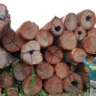 apreensão de madeira ilegal ibama
