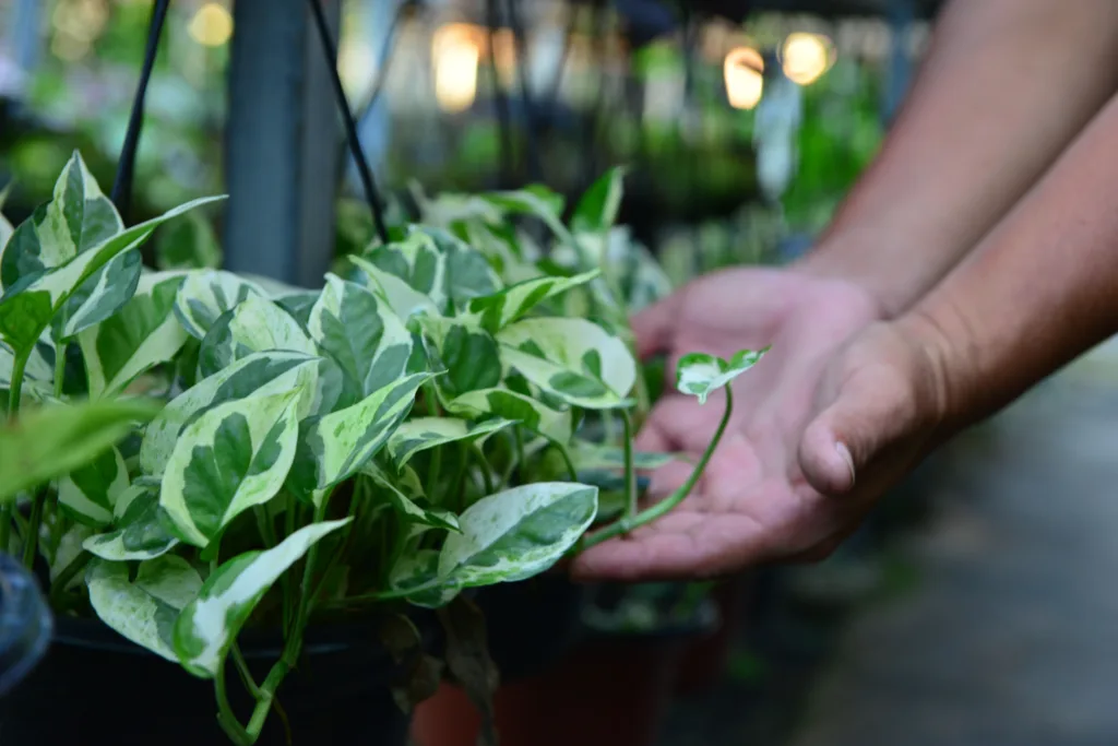 Entre as plantas, está a jiboia, que contém oxalato de cálcio e pode causar irritação oral, salivação excessiva e vômitos em cães e gatos. (Foto: Nilzete Franco) Entre as plantas, está a jiboia, que contém oxalato de cálcio e pode causar irritação oral, salivação excessiva e vômitos em cães e gatos. (Foto: Nilzete Franco)
