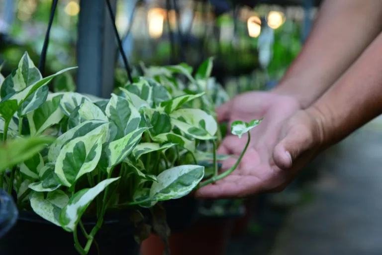 Entre as plantas, está a jiboia, que contém oxalato de cálcio e pode causar irritação oral, salivação excessiva e vômitos em cães e gatos. (Foto: Nilzete Franco)