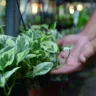 Entre as plantas, está a jiboia, que contém oxalato de cálcio e pode causar irritação oral, salivação excessiva e vômitos em cães e gatos. (Foto: Nilzete Franco)