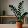 O segredo da zamioculca para crescer com força mesmo em ambientes com pouca luz