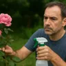 Como tirar pragas da roseira com uma mistura que não agride as flores