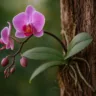 Orquídea em tronquinho como manter a umidade e estimular novas flores