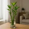 3 cuidados para manter seu bambu-da-sorte sempre verdinho com pouca água e luz