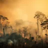 Eventos climáticos ameaçam a floresta