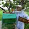 Especialista explica como as abelhas ajudam a garantir a segurança alimentar