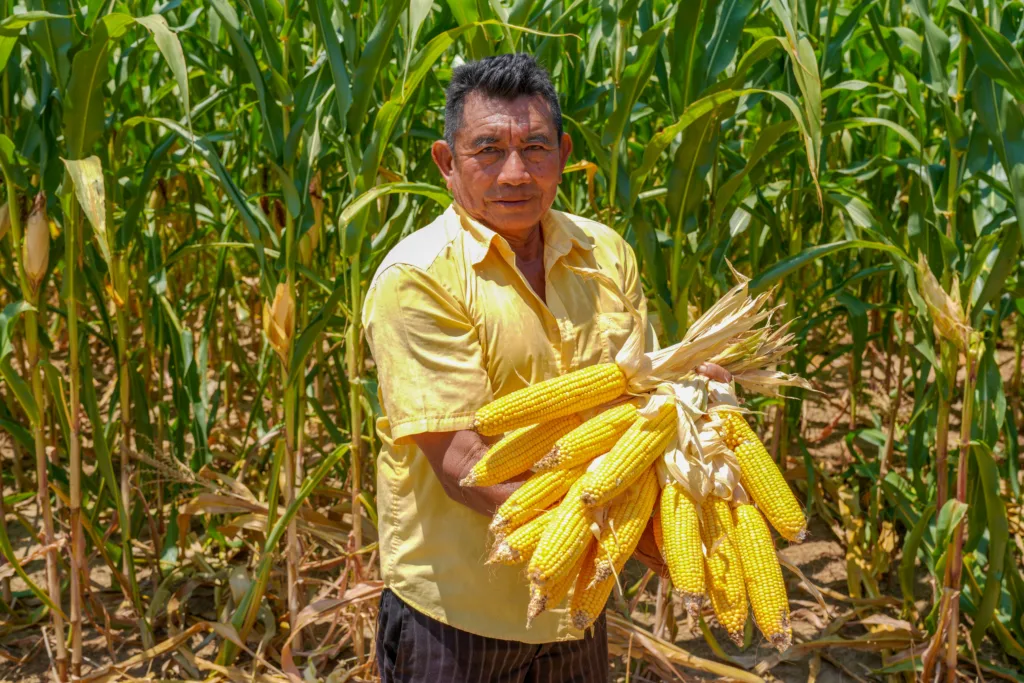 Inscrições abertas para compra de alimentos da agricultura familiar indígena em Roraima Inscrições abertas para compra de alimentos da agricultura familiar indígena em Roraima