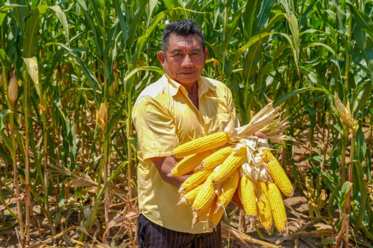 Inscrições abertas para compra de alimentos da agricultura familiar indígena em Roraima